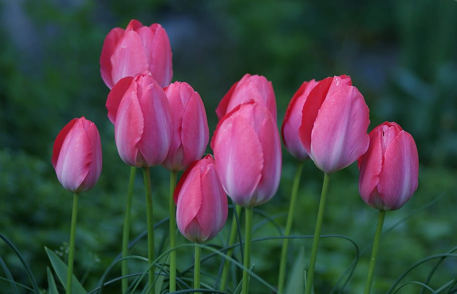 Tulips, Pride, Pink, Spring, together, unit, growth, bloom HD wallpaper