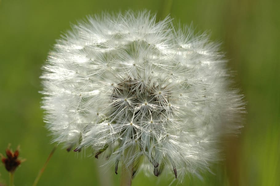 dandelion, nature, flower, pointed flower, plant, close, wishes HD wallpaper