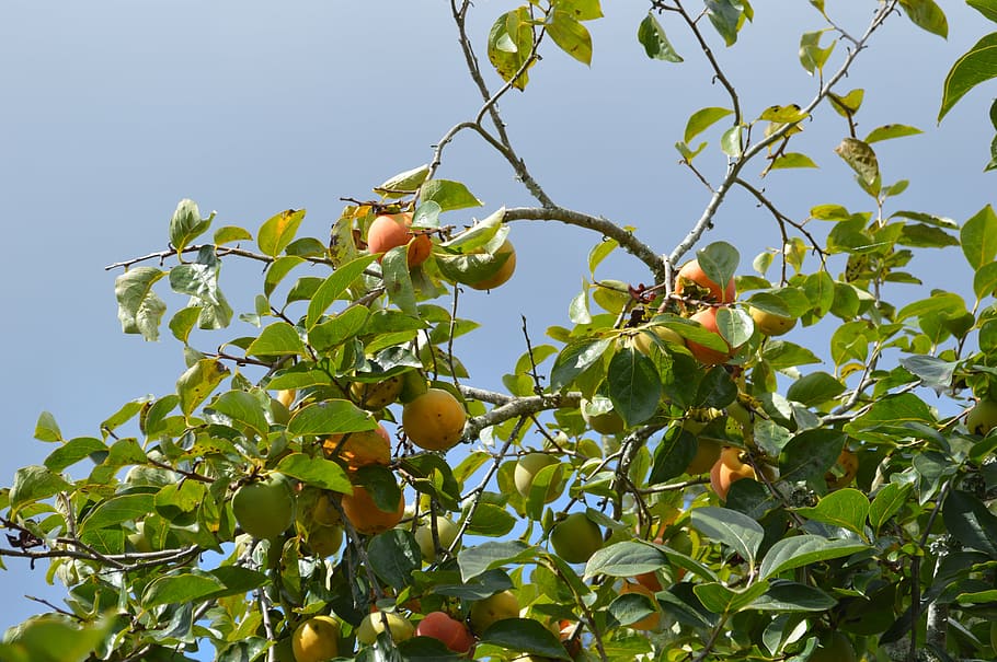 peaches, fruit, fruit tree, fruits, healthy, vitamins, tropical HD wallpaper