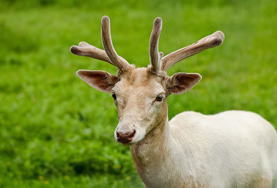 Fallow Deer, Hirsch, Wild, Antler, White, special feature, rarity HD wallpaper