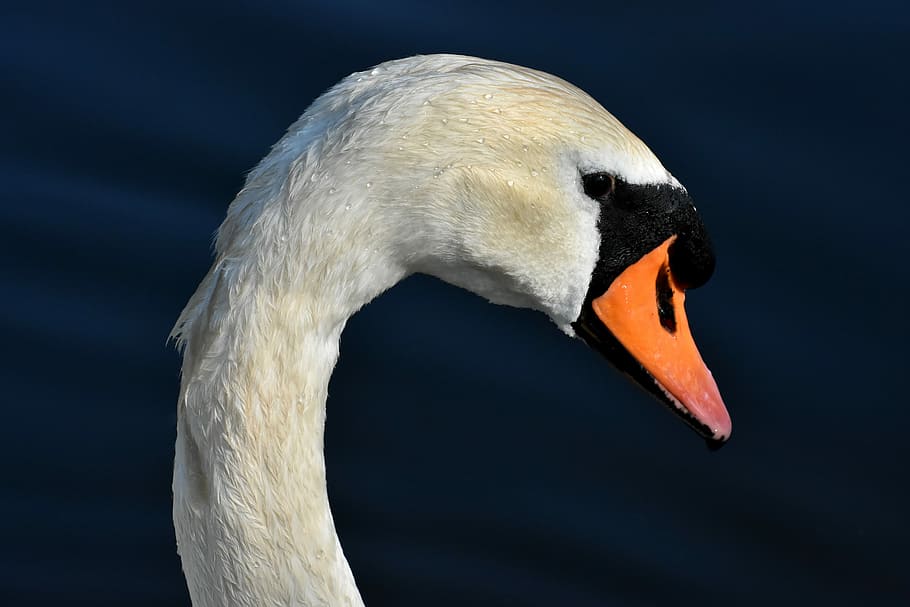 closeup photo of swan head, elegant, noble, plumage, white HD wallpaper