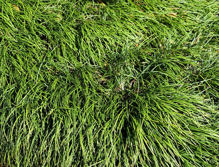 ornamental grass, background, backdrop, nature, decoration HD wallpaper