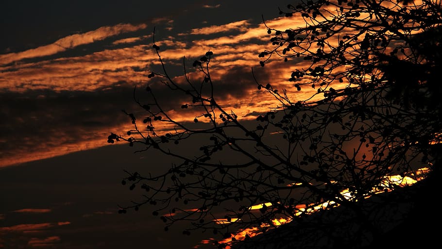 landscape, nature, sunset, sunshine, tree, plant, sky, branch HD wallpaper