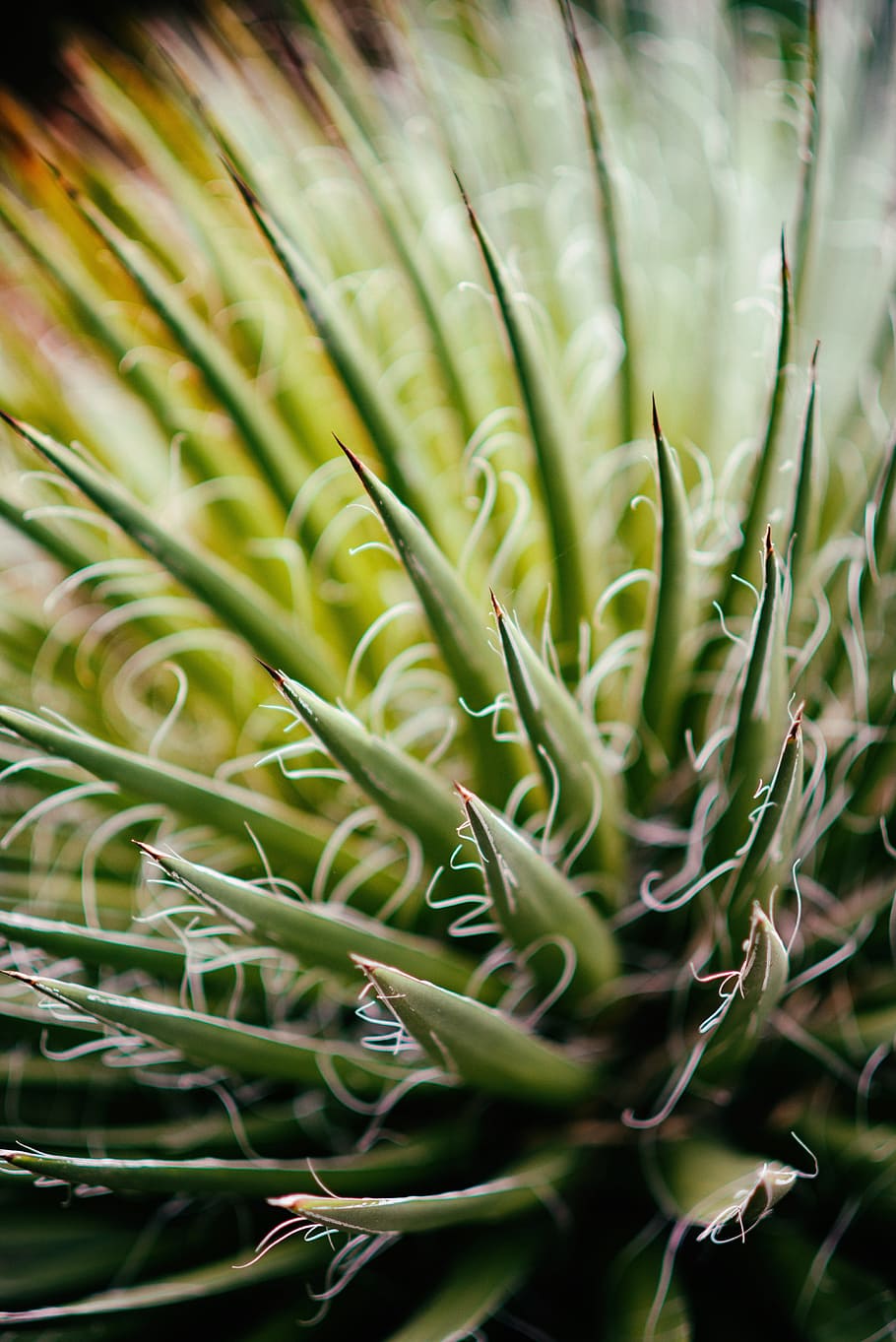 macro shot of green plants, succulent, botanical, flora, gardening HD wallpaper