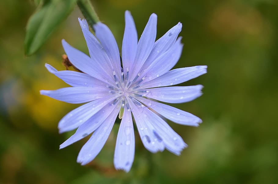flower, natur, spring, floral, summer, natural, plant, bloom HD wallpaper