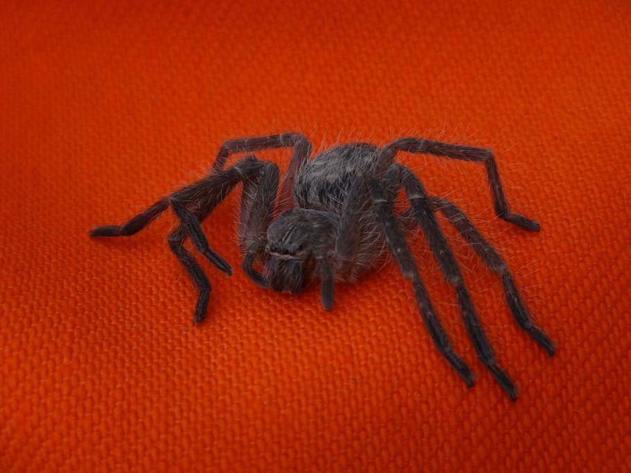 Arachnid, Hairy, Spider, superaraña, hairy spider, one animal HD wallpaper