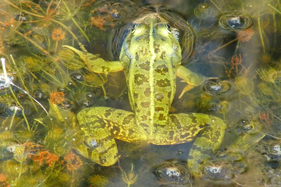 bavi, green, river, water, animal themes, animal wildlife, animals in the wild HD wallpaper