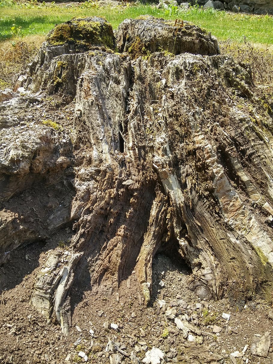 log, nature, tree, wood, bark, forest, morsch, structure, root HD wallpaper