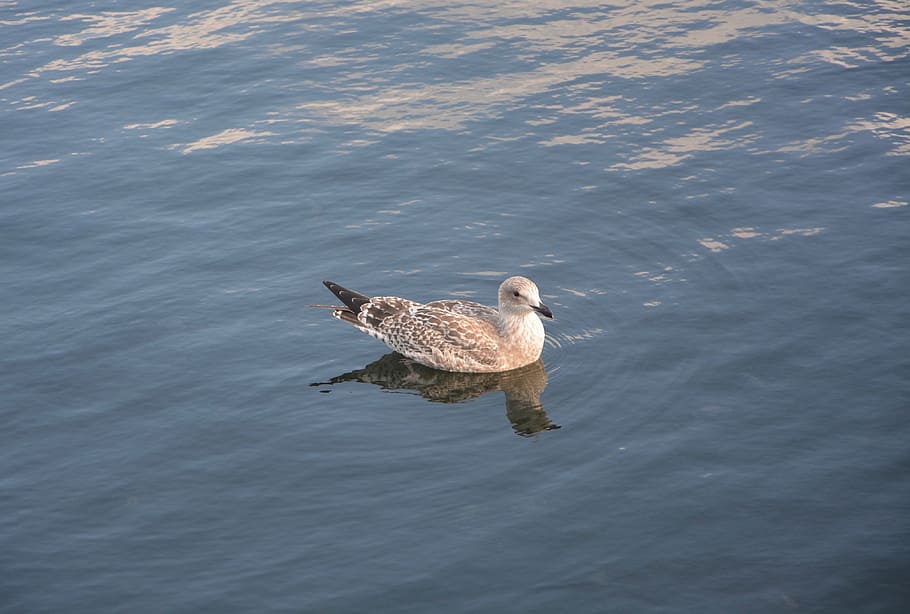 seagull, water, bird, pen, reflections, animal themes, one animal HD wallpaper