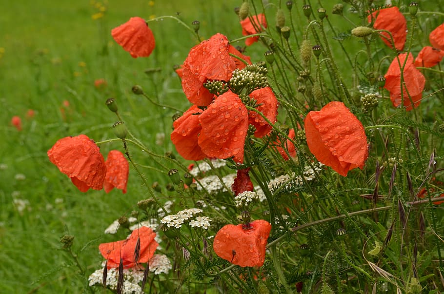poppy, flora, flower, nature, drop, rain, wet, red, green, plant HD wallpaper