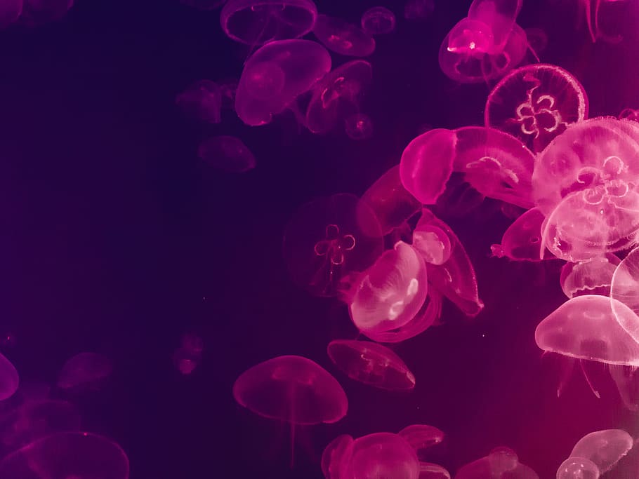 underwater photography of jellyfish, close up photography of jellyfishes, HD wallpaper