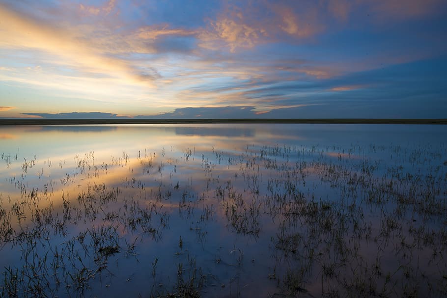 green grasses in body of water, water surface, at dusk, reflection HD wallpaper