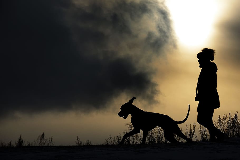 dog and person walking silhouette, man and dog, great dane, one animal, HD wallpaper