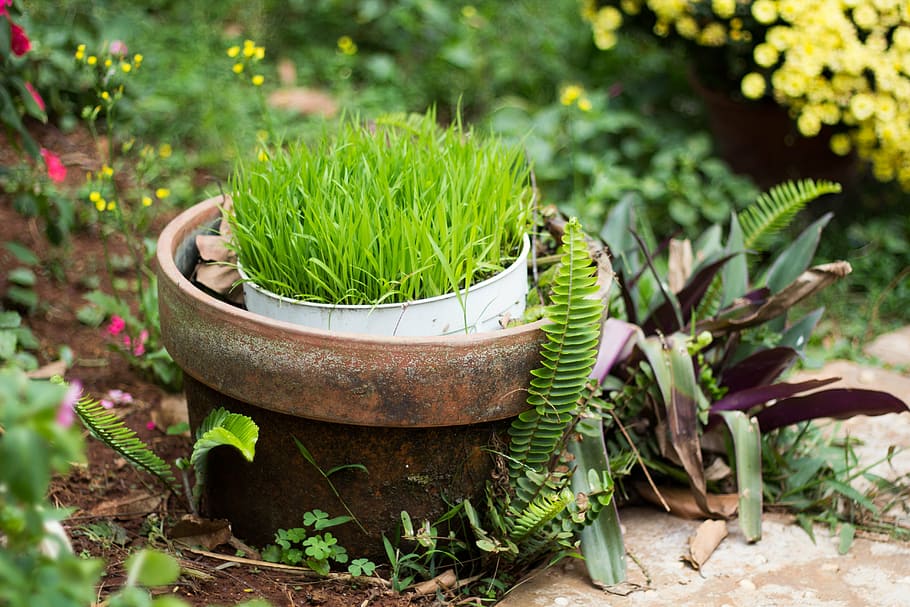nature, grass, box, summer, spring, fresh, color, plant, green color HD wallpaper
