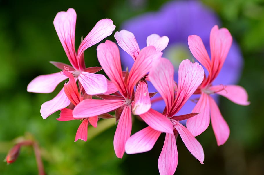 flowers, summer, nature, pink, meadow, grass, public garden HD wallpaper