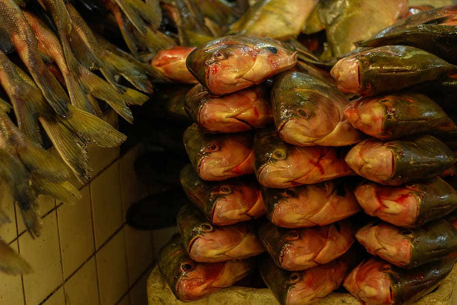 Fish, Fishing, Ocean, food and drink, indoors, large group of objects HD wallpaper