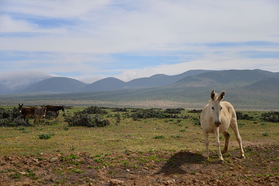 Donkey, White, Desert, Landscape, white donkey, mountains, fields HD wallpaper