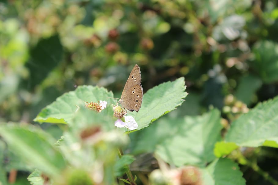 Butterfly, Nature, Animals, Bug, Insects, one animal, animals in the wild HD wallpaper