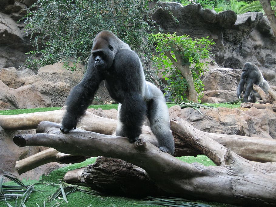 two gray gorillas near tree during daytime, Ape, Primate, Imposing HD wallpaper
