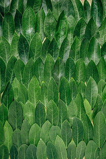 red plant leaves, green leaf lot, pattern, bay, repetition, texture HD wallpaper