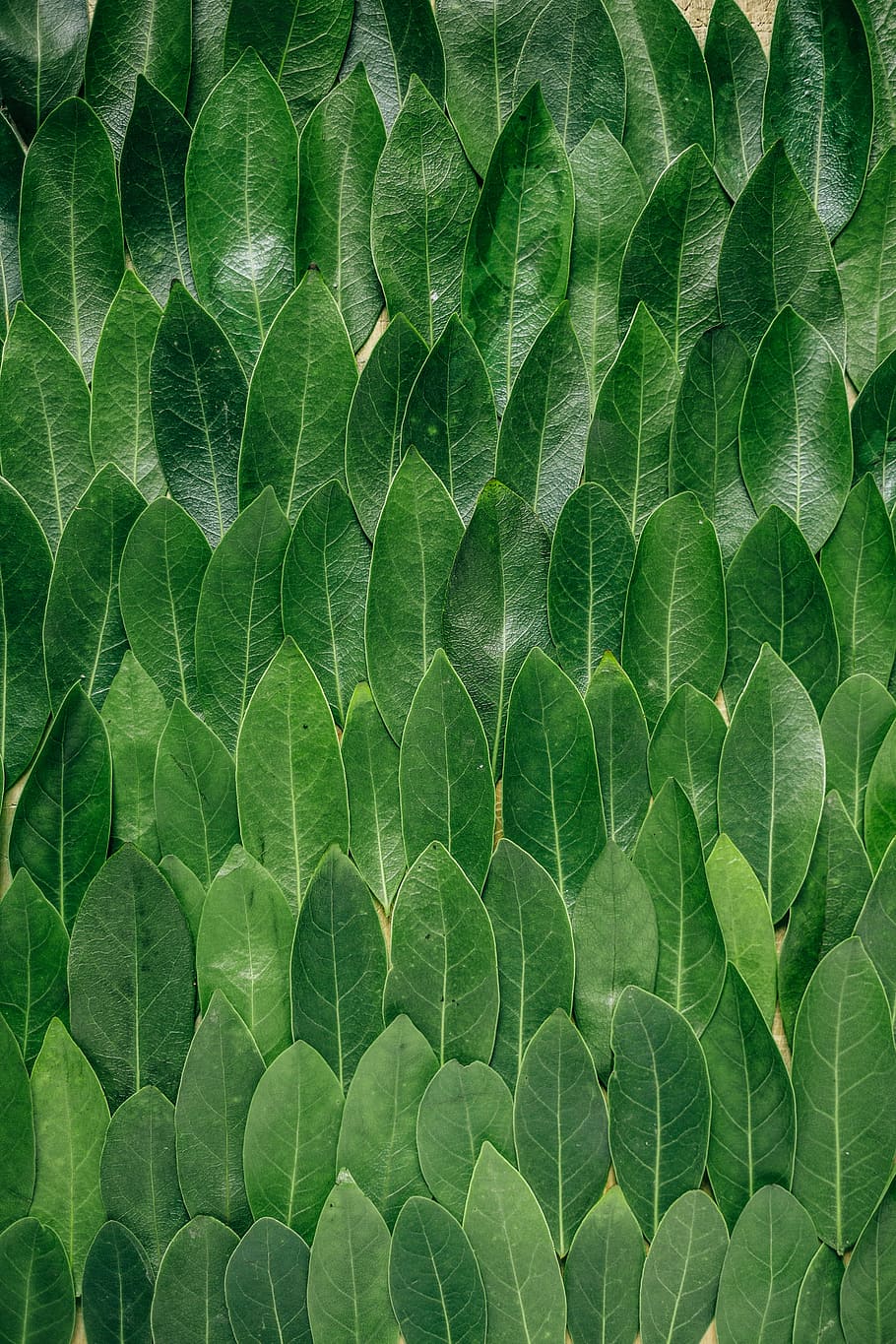 red plant leaves, green leaf lot, pattern, bay, repetition, texture, HD wallpaper