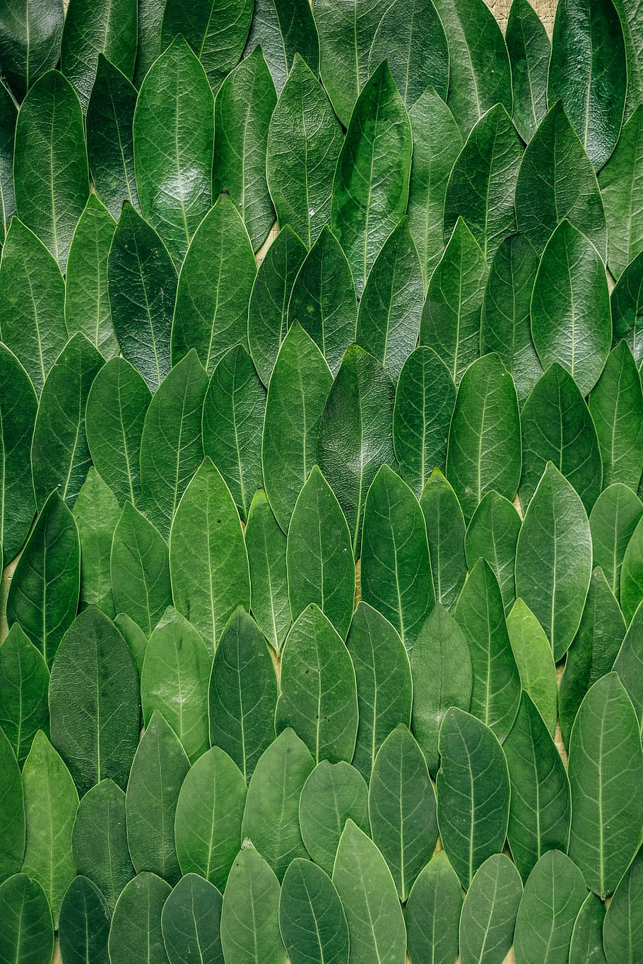 red plant leaves, green leaf lot, pattern, bay, repetition, texture HD wallpaper