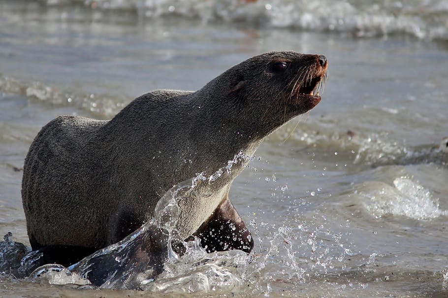 Seal, Sea, Beach, Water, Sand, Ocean, attack, defense, roar HD wallpaper