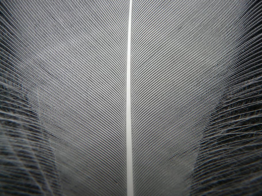 feather, white, filigree, down, plumage, spring dress, bird, HD wallpaper