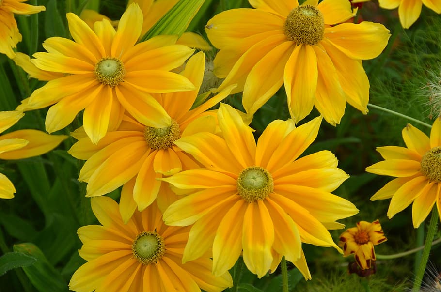 yellow petaled flowers in bloom at daytime, Meadow, Summer HD wallpaper