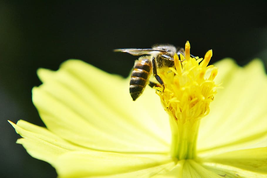 macro photography of honey bee, Anthophila, Honey, Honey, active HD wallpaper