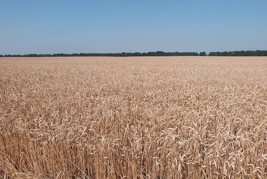 weat, wheat, field, agriculture, landscape, cereal plant, sky HD wallpaper