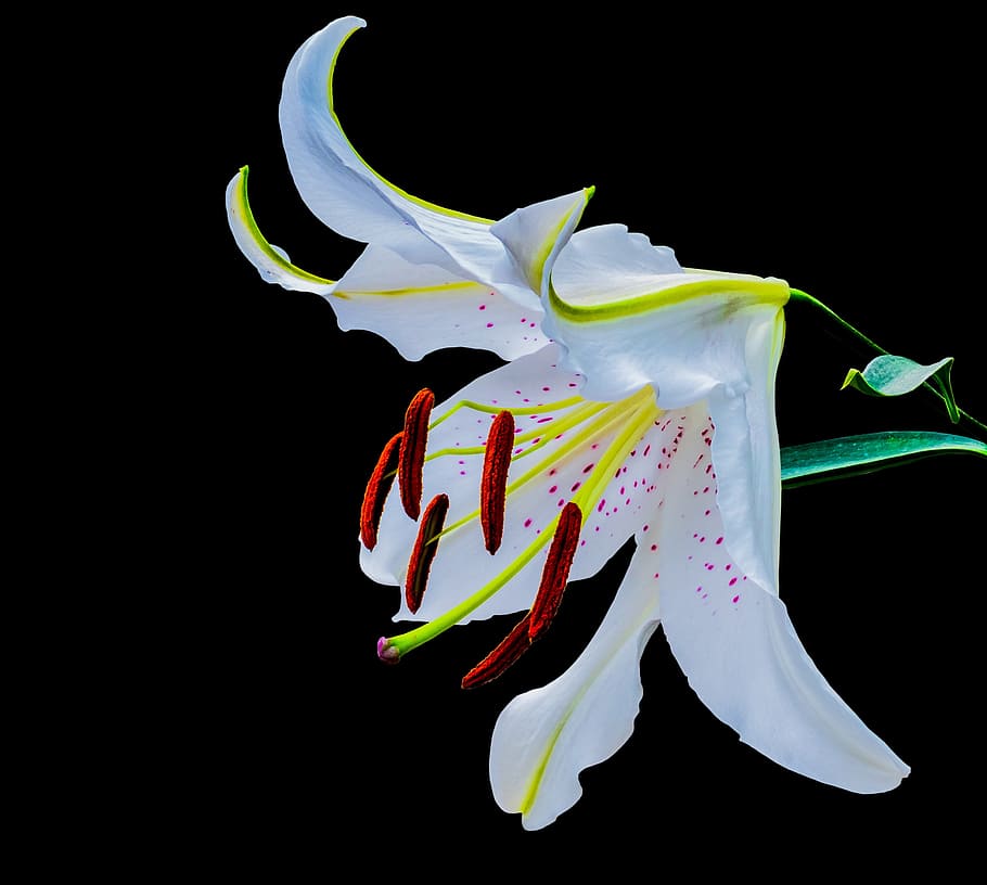 closeup photo of white lily flower, blossom, bloom, purple dots HD wallpaper