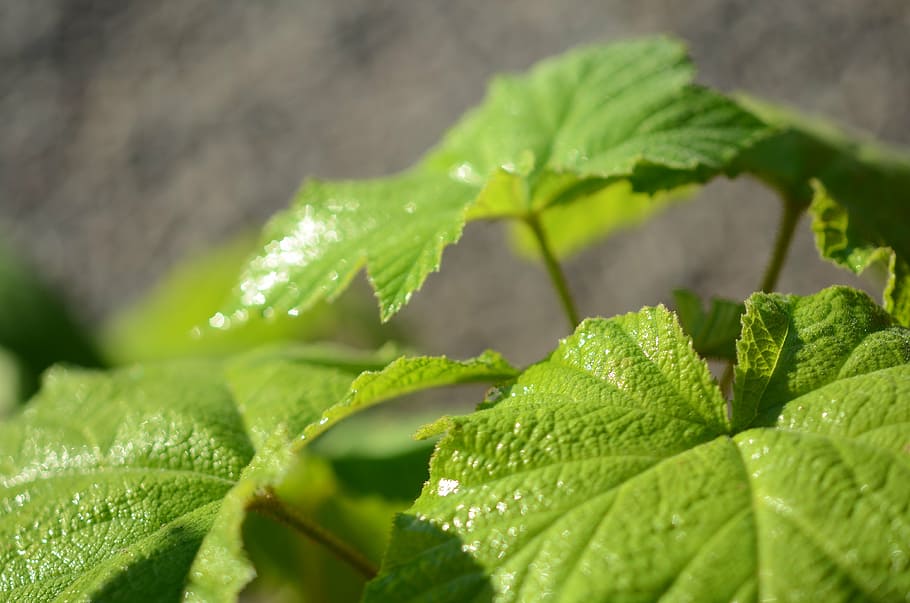 leaf, green, nature, plant, natural, tree, macro, garden, leaves HD wallpaper