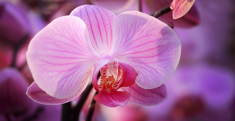 macro photography of purple moth orchid, flower, blossom, bloom HD wallpaper