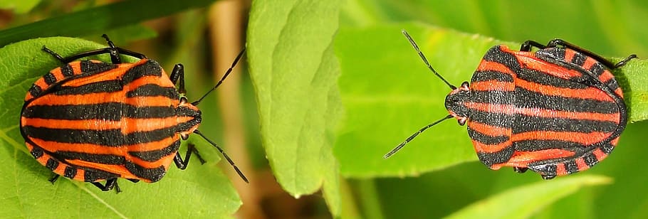 bugs, insect, nature, close up, crawl, macro, leaf, insect photo HD wallpaper