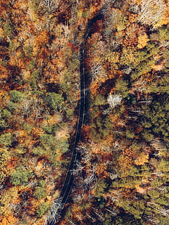 aerial photography of black road top surrounded with trees during daytime, aerial photography of road between trees HD wallpaper