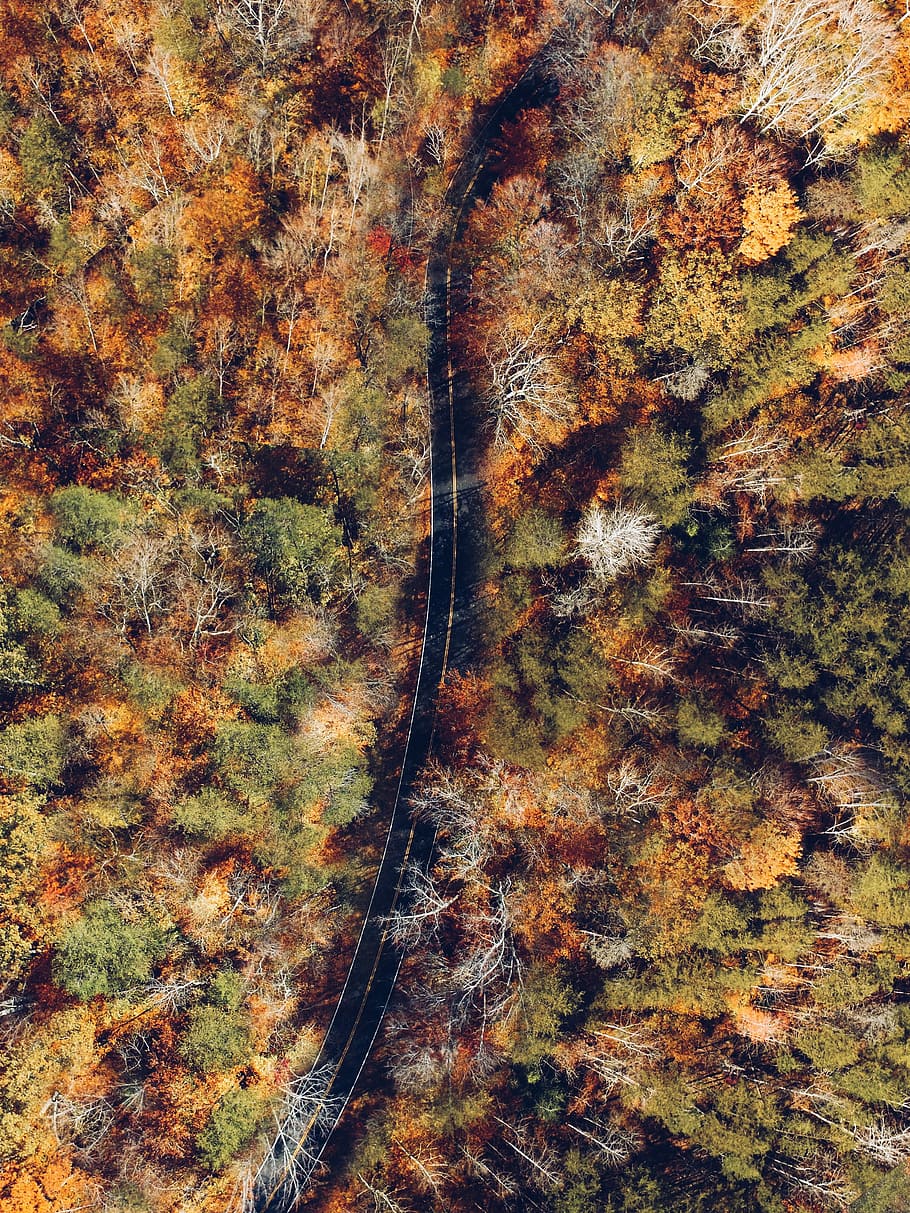 aerial photography of black road top surrounded with trees during daytime, aerial photography of road between trees HD wallpaper