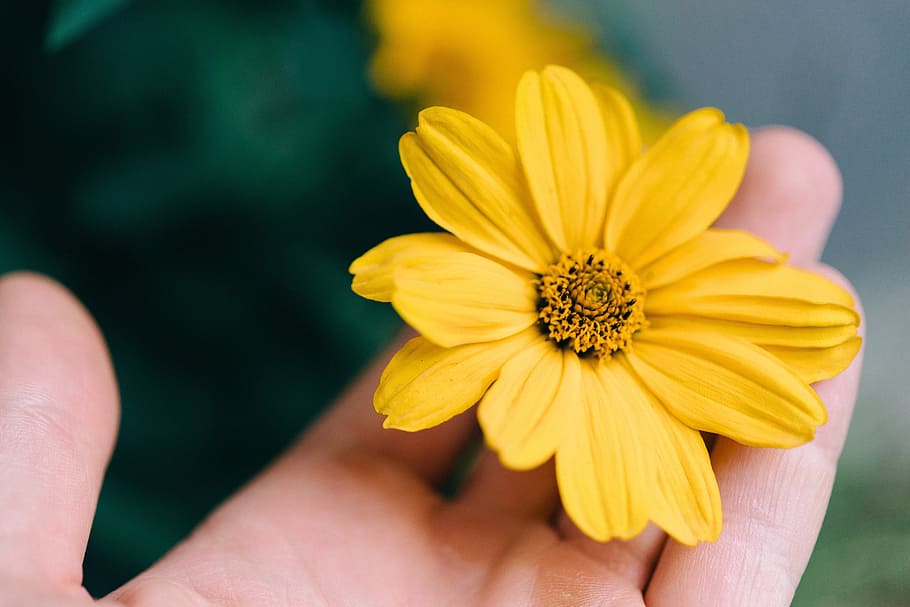 flower, yellow, petal, bloom, garden, plant, nature, autumn HD wallpaper