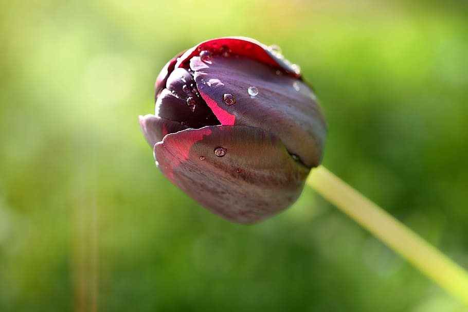 tulip, flower, blossom, bloom, purple, spring flower, schnittblume HD wallpaper