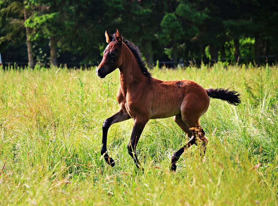 brown horse, foal, brown mold, thoroughbred arabian, meadow, gallop, HD wallpaper