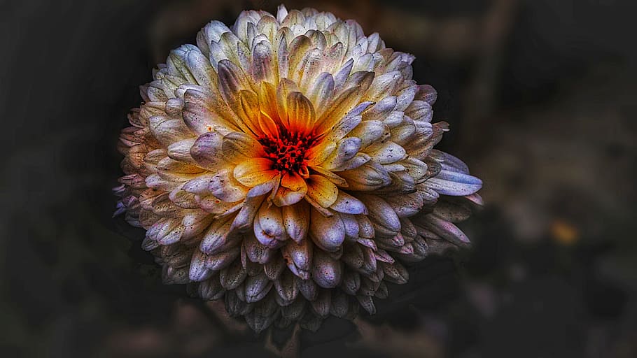 nature, flora, flower, color, closeup, desktop, outdoors, beautiful HD wallpaper