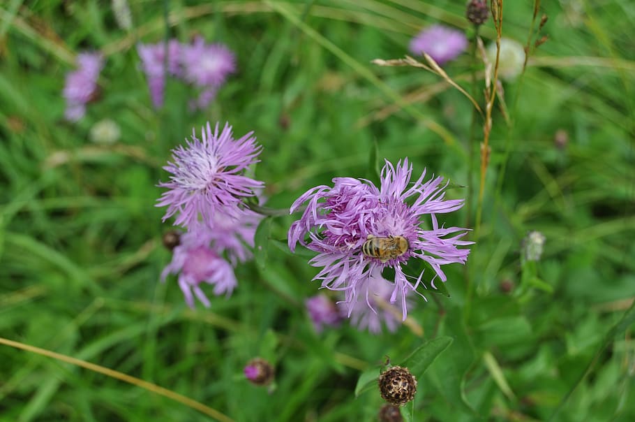 blossom, bloom, bee, close up, flower, insect, flowering plant HD wallpaper