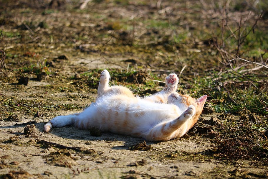 orange tabby cat lying on ground, kitten, red cat, cat baby HD wallpaper