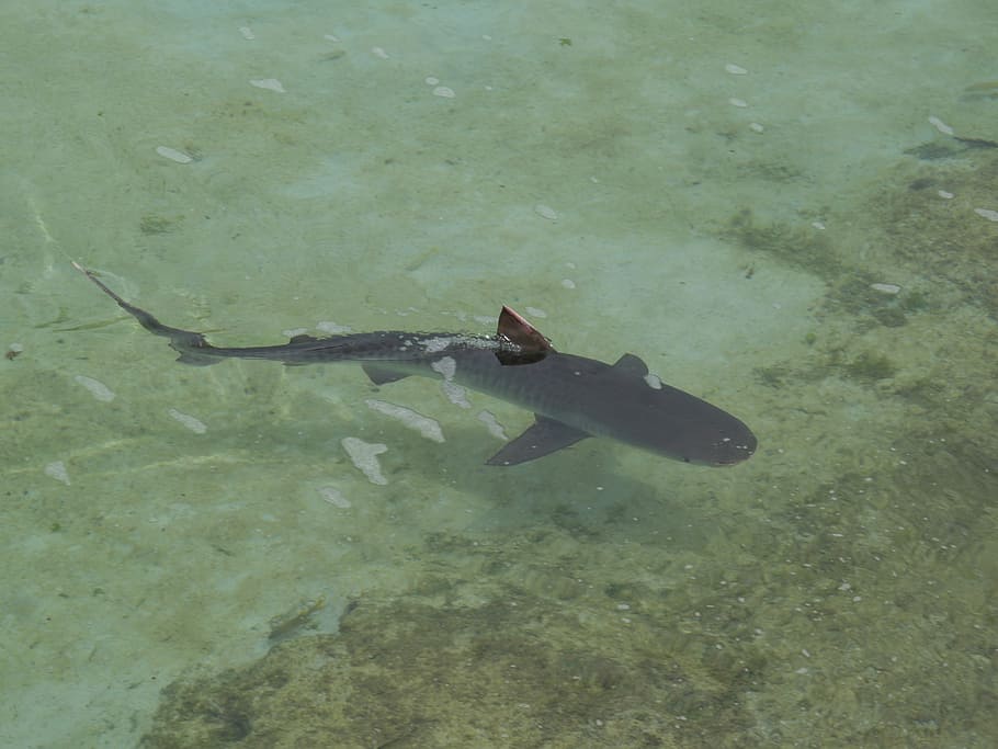 reef shark, fish, wildlife, sea, fin, caribbean sea, endangered species HD wallpaper