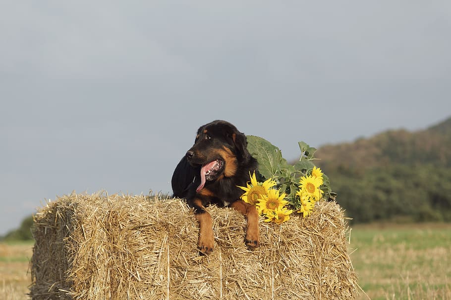 Dog, Mastiffs, Hay, Package, Summer, sunflower, field, yellow HD wallpaper