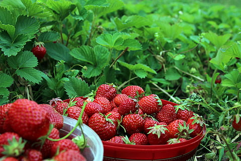 close photo of two buckets of strawberry fruits, strawberries HD wallpaper