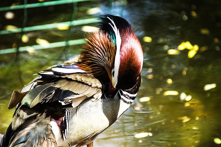 mandarin ducks, bird, vertebrate, animal themes, one animal HD wallpaper