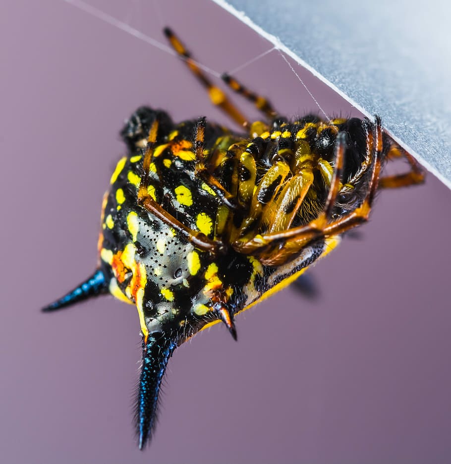 Small, Spider, Arachnid, Insect, small spider, close, one animal HD wallpaper