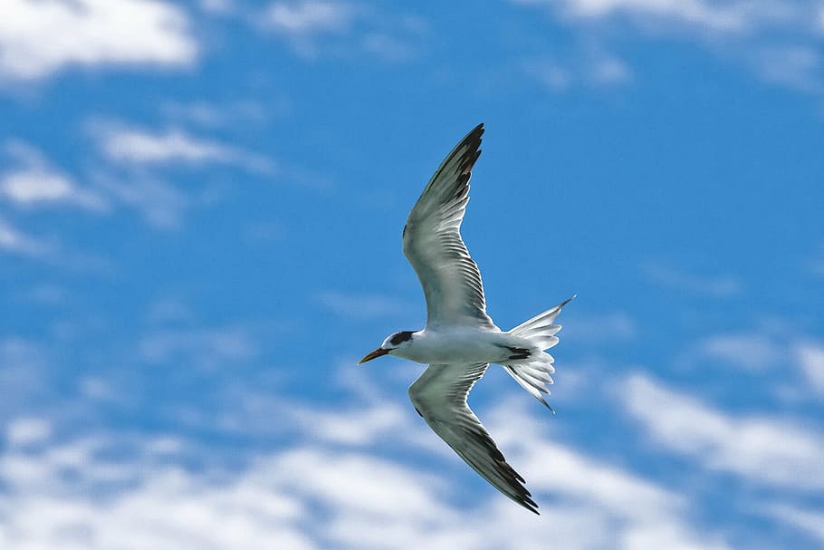 bird, common tern, flight, sky, widi islands, halmahera, indonesia HD wallpaper