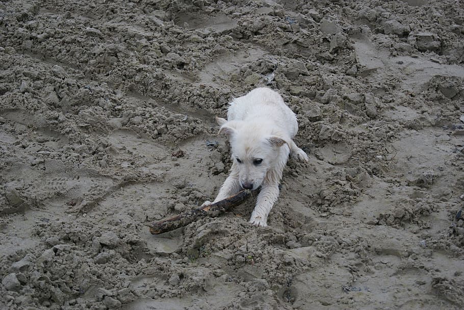 labrador, puppy, white, dog, one animal, animal themes, mammal HD wallpaper